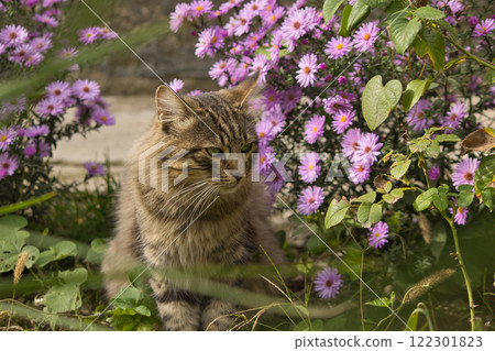 Close-up of a majestic tabby cat with striking green eyes, resting against a textured stone wall, surrounded by soft-focus purple flowers in the foreground. 122301823