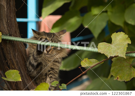 A close-up portrait of a tabby cat resting among green foliage.  122301867