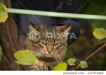 A close-up portrait of a tabby cat resting among green foliage.  122301868