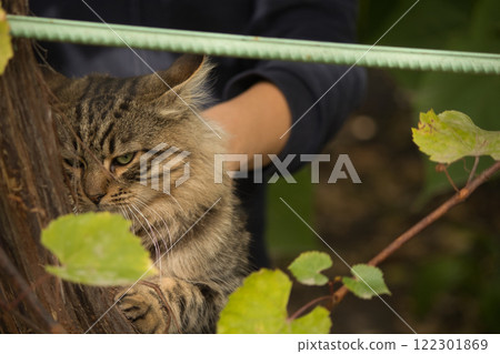 A close-up portrait of a tabby cat resting among green foliage.  122301869