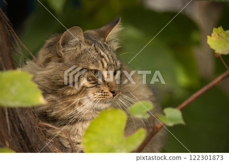 A close-up portrait of a tabby cat resting among green foliage.  122301873