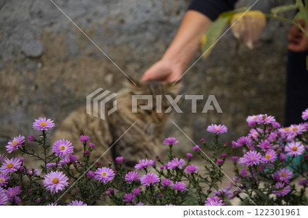 A tender moment as a person's hand gently pets a tabby cat sitting near a cluster of vibrant purple flowers.  122301961