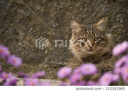 A tender moment as a person's hand gently pets a tabby cat sitting near a cluster of vibrant purple flowers. A tender moment as a person's hand gently pets a tabby cat sitting near a cluster of vibrant purple flowers. 122301965