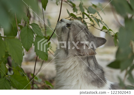 Close-up of a gray and white cat with green eyes, partially hidden behind leaves, creating a mysterious and natural atmosphere. Close-up of a gray and white cat with green eyes, partially hidden behind leaves, creating a mysterious and natural atmosphere. 122302043