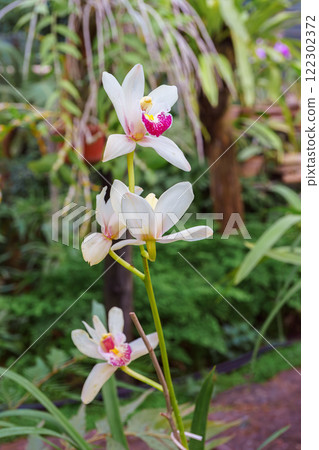Beautiful blooming bright white Cymbidium orchid inside greenhouse on green pants background. Beautiful blooming bright white Cymbidium orchid inside greenhouse on green pants background. 122302372