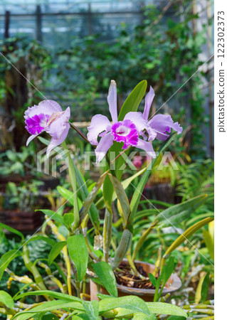 Bright purple cattleya orchid flower blooming in garden or greenhouse on green plants background Bright purple cattleya orchid flower blooming in garden or greenhouse on green plants background 122302373