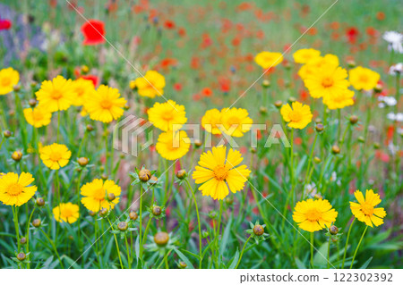 Yellow flower lance leaved, Coreopsis lanceolata, Lanceleaf Tickseed or Maiden eye on meadow, field Yellow flower lance leaved, Coreopsis lanceolata, Lanceleaf Tickseed or Maiden eye on meadow, field 122302392