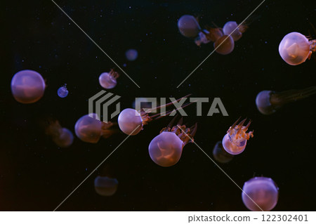 Group of Flame jellyfish, rhopilema esculentum floating in aquarium with pink neon light Group of Flame jellyfish, rhopilema esculentum floating in aquarium with pink neon light 122302401