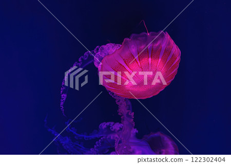 Jellifish South american sea nettle, Chrysaora plocamia swimming in aquarium with illumination Jellifish South american sea nettle, Chrysaora plocamia swimming in aquarium with illumination 122302404