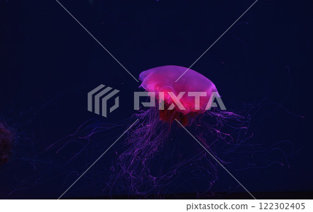 Fluorescent lion's mane jellyfish swimming underwater aquarium pool with red neon light. Fluorescent lion's mane jellyfish swimming underwater aquarium pool with red neon light. 122302405