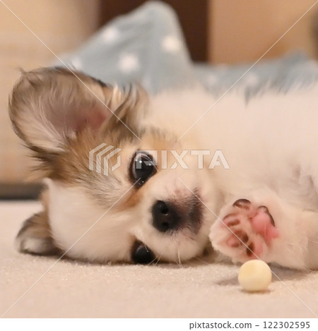 狗和肉丸 狗和肉丸 122302595