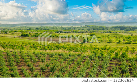 Orchard, field and cloudy sky. View from above. Orchard, field and cloudy sky. View from above. 122302634