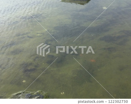 漫步鎌倉和江之島2023年版江之島潮汐池 漫步鎌倉和江之島2023年版江之島潮汐池 122302730