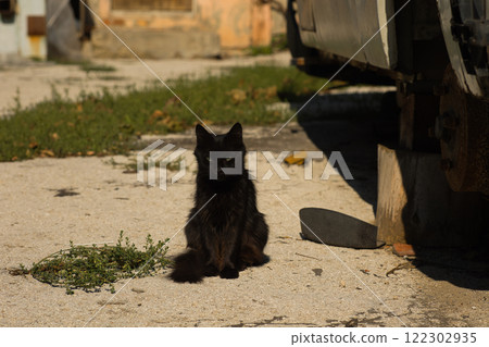 A sleek black cat sitting on a sunlit concrete surface, surrounded by subtle urban and natural elements.  122302935