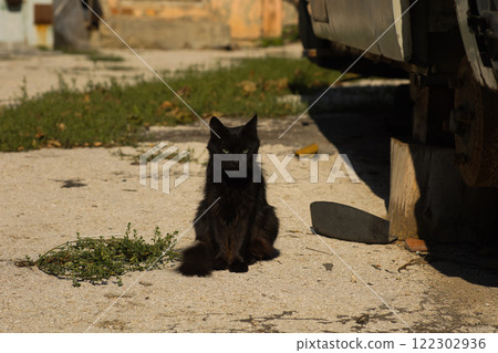 A sleek black cat sitting on a sunlit concrete surface, surrounded by subtle urban and natural elements.  122302936