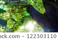 綠樹 122303110