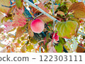 李子 122303111