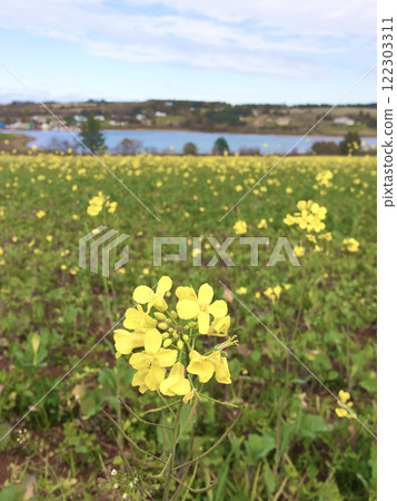Blue sky and yellow flowers Blue sky and yellow flowers 122303311