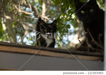 A black-and-white kitten with curious eyes looks directly at the camera while perched on a wooden surface, surrounded by greenery and dappled sunlight. A black-and-white kitten with curious eyes looks directly at the camera while perched on a wooden surface, surrounded by greenery and dappled sunlight. 122303465