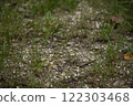 Close-up of a grassy ground with scattered white pellets, creating a natural texture and pattern.  122303468
