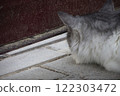 Close-up portrait of a beautiful gray and white cat with green eyes, looking pensive against a blurred background. 122303472