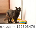 A sleek black cat with piercing green eyes stands near a colorful striped bowl, gazing attentively in a bright indoor-outdoor setting. 122303479