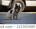 A black-and-white French bulldog sitting on a concrete surface with a thoughtful expression. 122303480