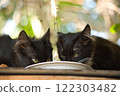 Two black kittens eating from a plate on a wooden surface under a lush tree with sunlight filtering through the leaves. 122303482