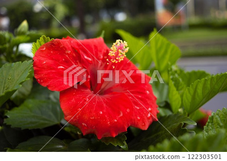 Red hibiscus flower Red hibiscus flower 122303501