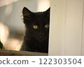 A black kitten with bright yellow eyes peeking out from behind a white wooden fence. 122303504