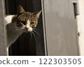 A white and tabby cat with green eyes peeking out from behind a metal door, illuminated by warm sunlight. 122303505