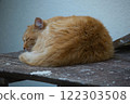 A fluffy ginger cat peacefully sleeping on an old wooden bench against a neutral wall.  122303508