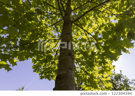 the beautiful foliage of the tulip tree in sunny weather 122304394