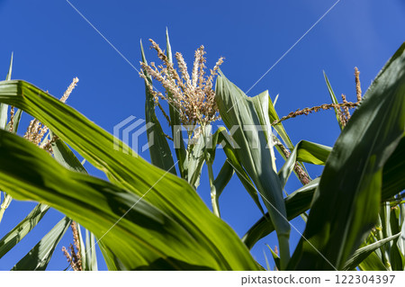 new green corn in the field during flowering and pollination new green corn in the field during flowering and pollination 122304397