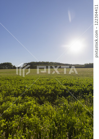 a field with valuable plants for feeding farm animals 122304411