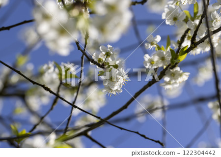 sunny weather in an orchard with cherries 122304442