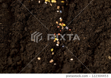 seeds of several varieties of radishes sown in fertile soil seeds of several varieties of radishes sown in fertile soil 122304453