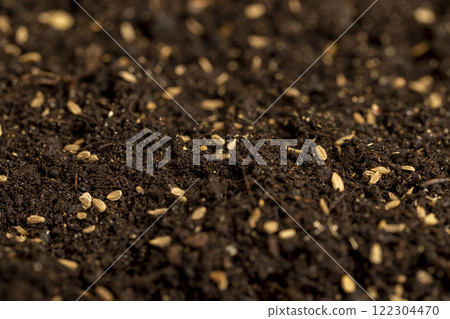 seeds of one carrot variety sown in fertile soil seeds of one carrot variety sown in fertile soil 122304470