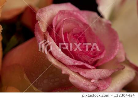 bouquet of roses of different colors close up bouquet of roses of different colors close up 122304484