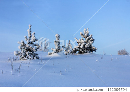 pine trees in the snow. winter landscape at sunrise or sunset pine trees in the snow. winter landscape at sunrise or sunset 122304794