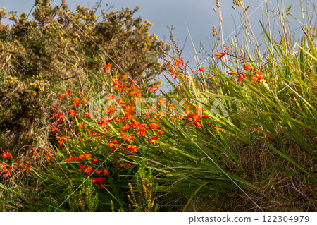 Crocosmia growing wild in the nature, Madeira 122304979