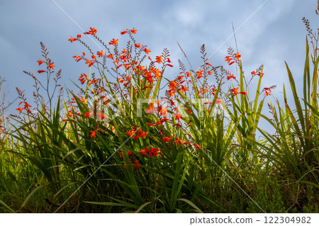 Crocosmia growing wild in the nature, Madeira 122304982