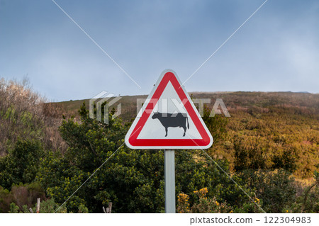 Traffic sign: Attention Cows, Madeira, Portugal 122304983