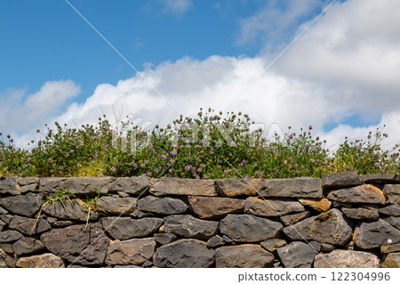 Stone wall and grenery, Ponta do Pargo, Madeira 122304996