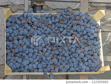 Black Grapes Crate 122305083