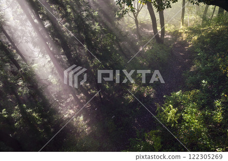 光線照進森林1 122305269