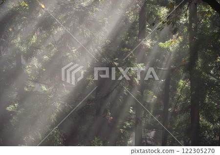 閃耀森林2 122305270