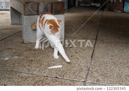 可愛的貓跳舞 122305345