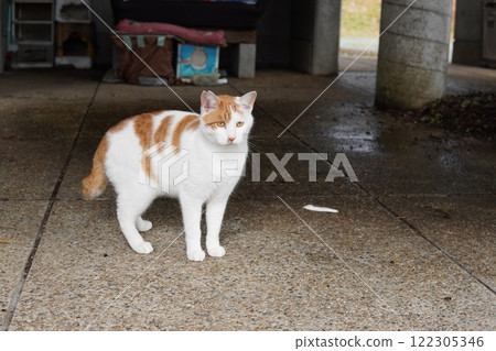 可愛的貓跳舞 122305346