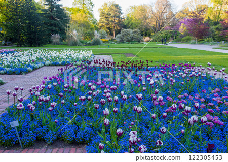 Amazing tulip fields in Botaical garden FLORA in Cologne 122305453